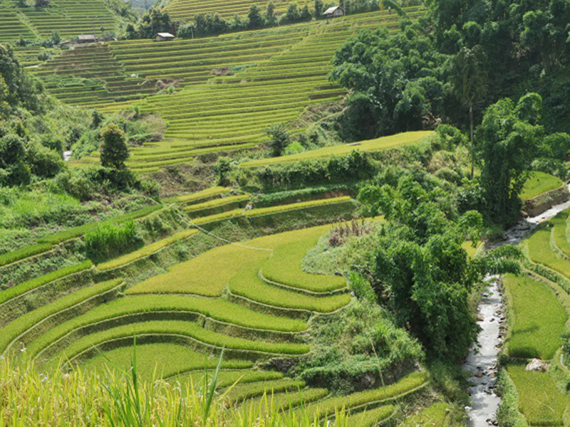 Mù Cang Chải vào mùa lúa chín